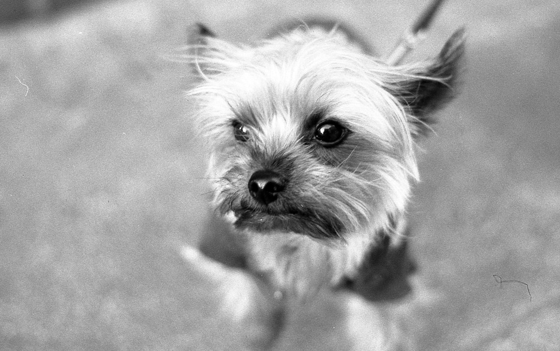 Camera:Nikon F100 Film: Fomapan 100 Dev: Rodinal 1+50 9mins 